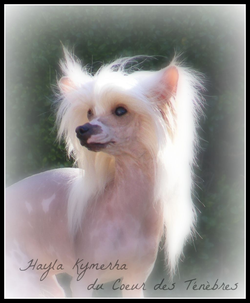 Hayla Kimerah Du Coeur Des Tenebres