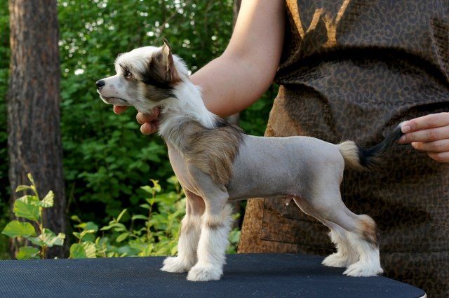 Ultraviolet iz Diamond Sity