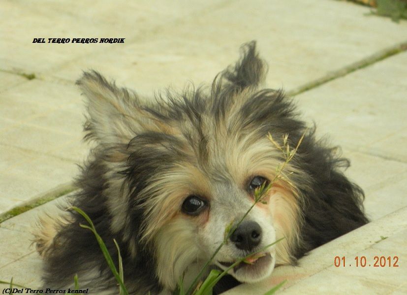 Del Terro Perros Nordik