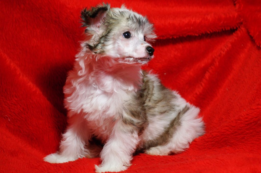 Vikiri Bells Joan Pons