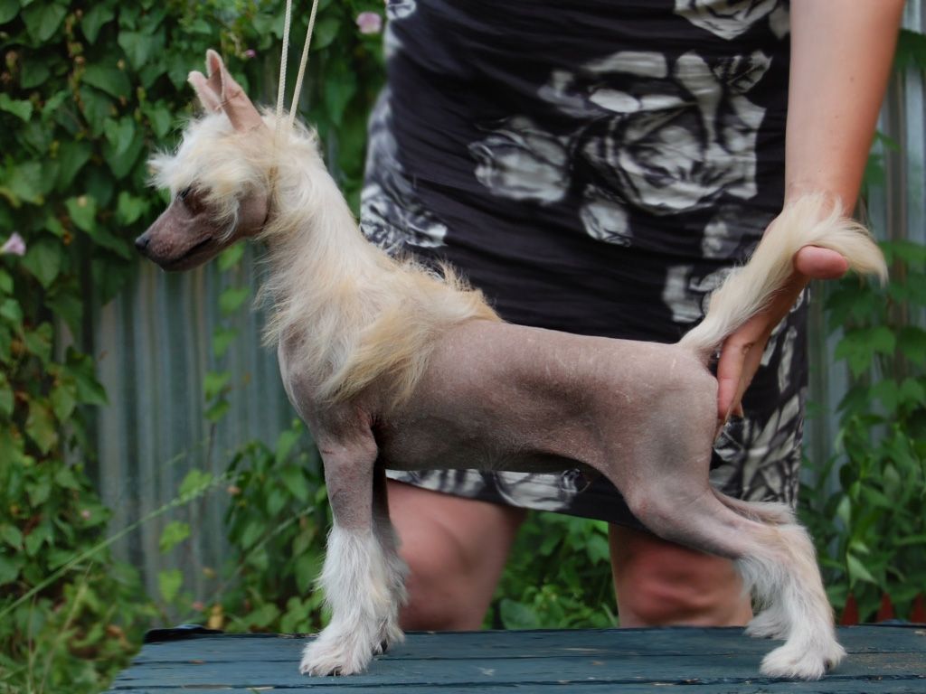 True Magnifisen Jalapeno