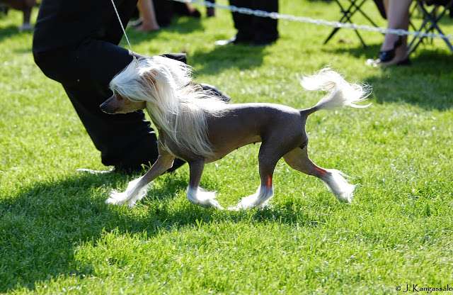 Marppulan AidostiJörö