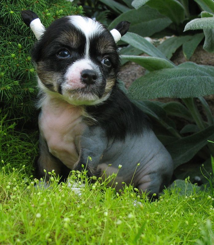 Melanies Rerity Orhideya