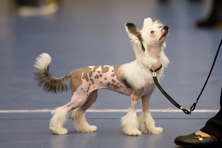 Keeping Dreams Love Like A Bomb