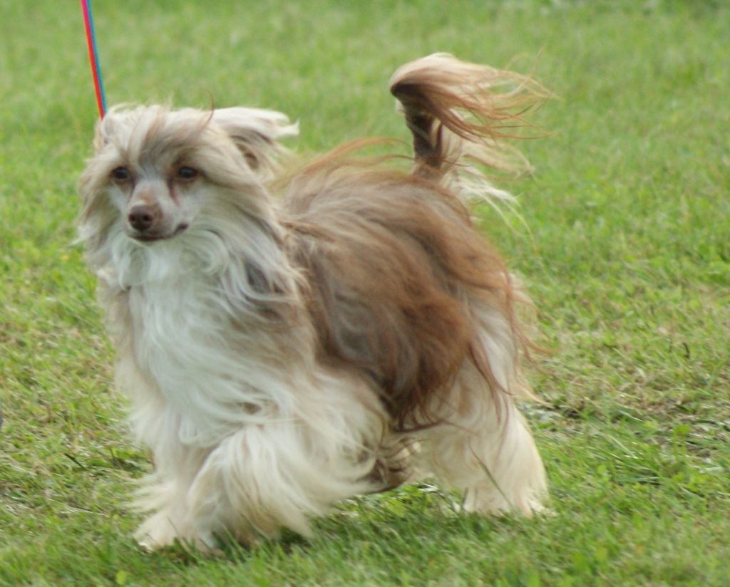 Jasti Chocolate Lady Gold Anet