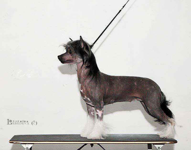 Elance Louange Gala Night