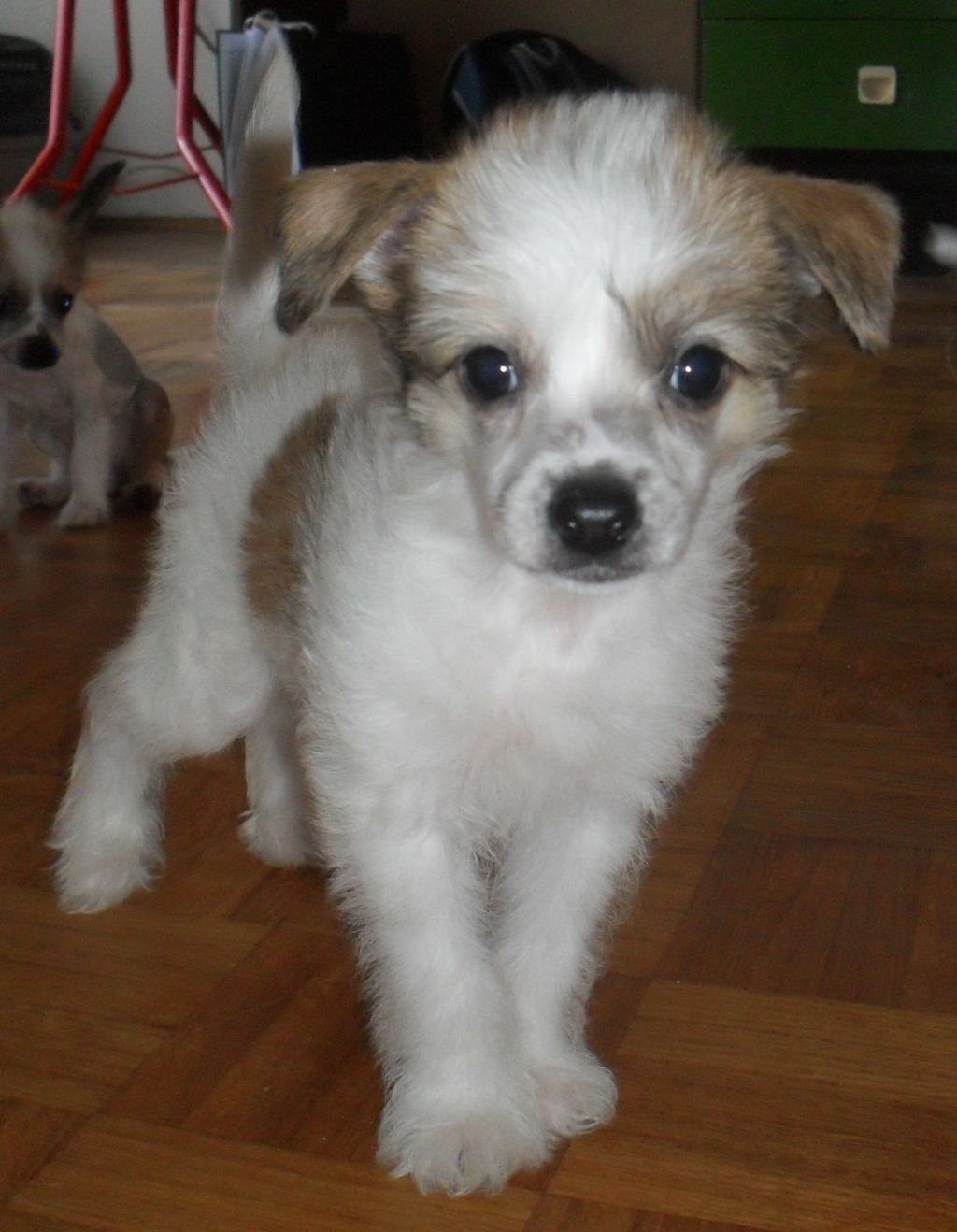 Audaces Fortuna Iuvat