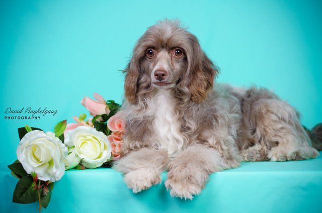 Cherni Zmij Rachel Sozvezdija Khana