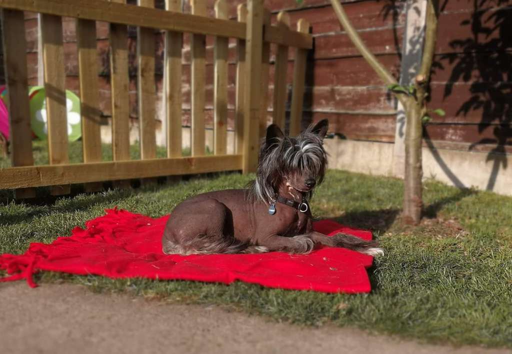 Caesar z Jasne hvezdy