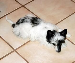 Shomars Something About ILLusions