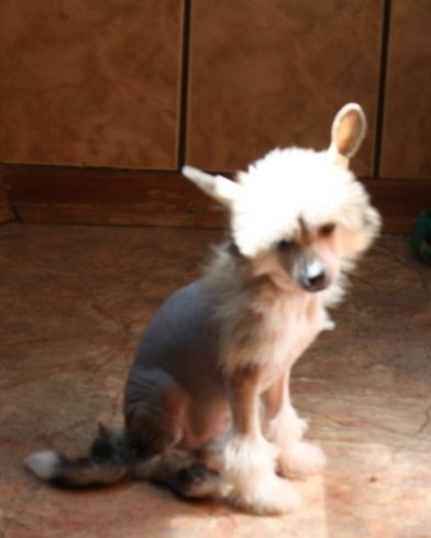 Kado Kitaiski Potselui Jemma