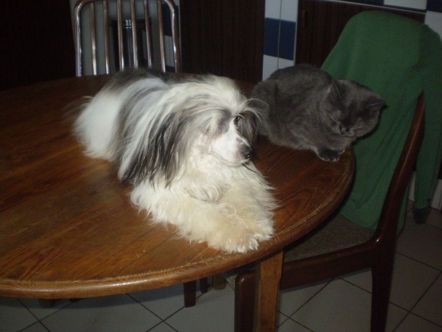 Fidorka Cechovo Kvitko