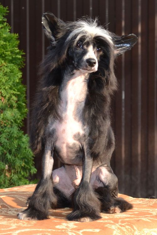 Vellar Pljus Kris Parnel