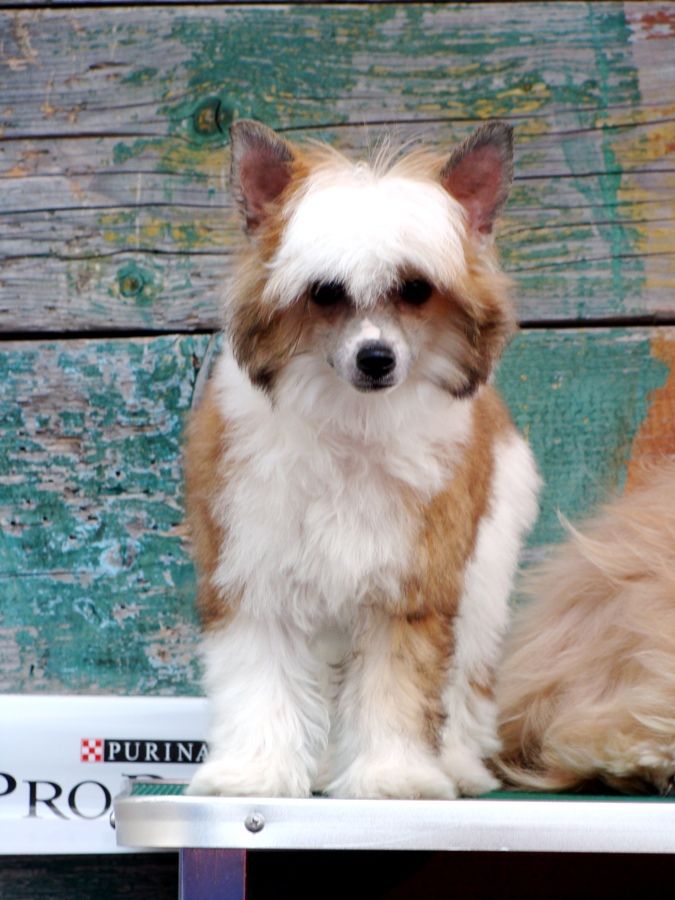 Barselona Black of Channel