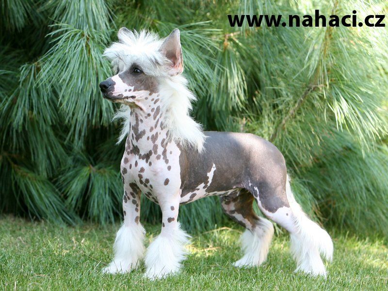 Andy Nahaci z Haliparku