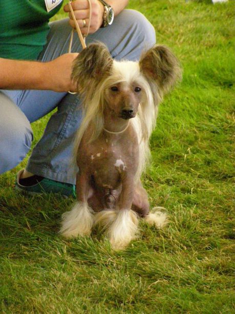 Aryan Nahaci z Haliparku