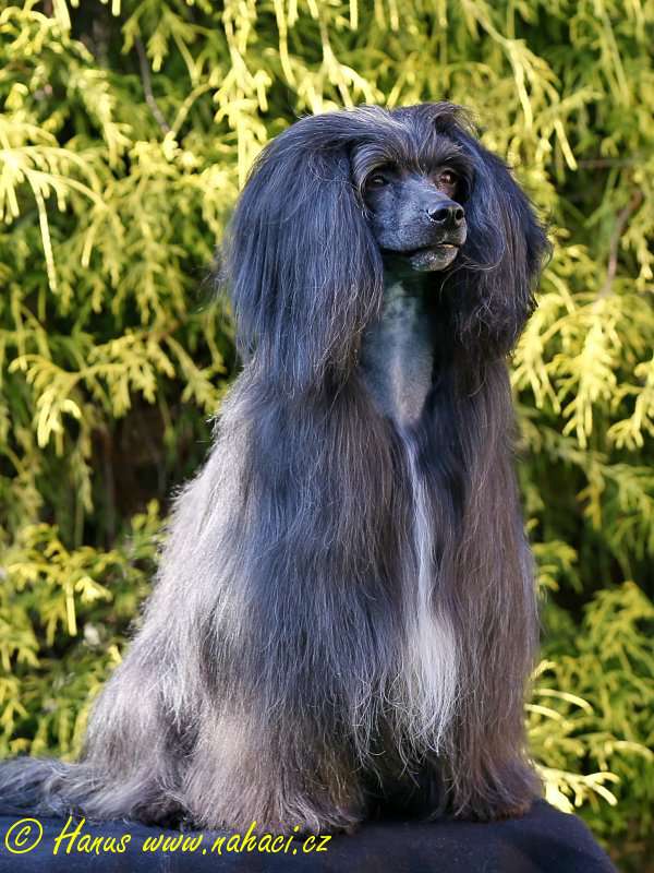 Areta Nahaci z Haliparku