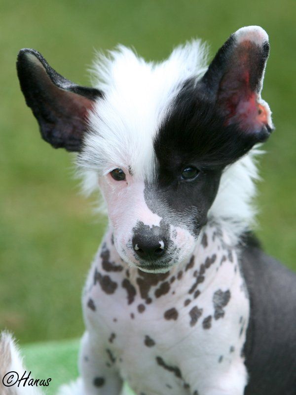 Arny Nahaci z Haliparku