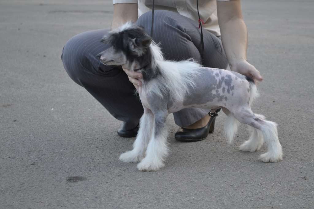 Shelcovij Shlejf Kingstown