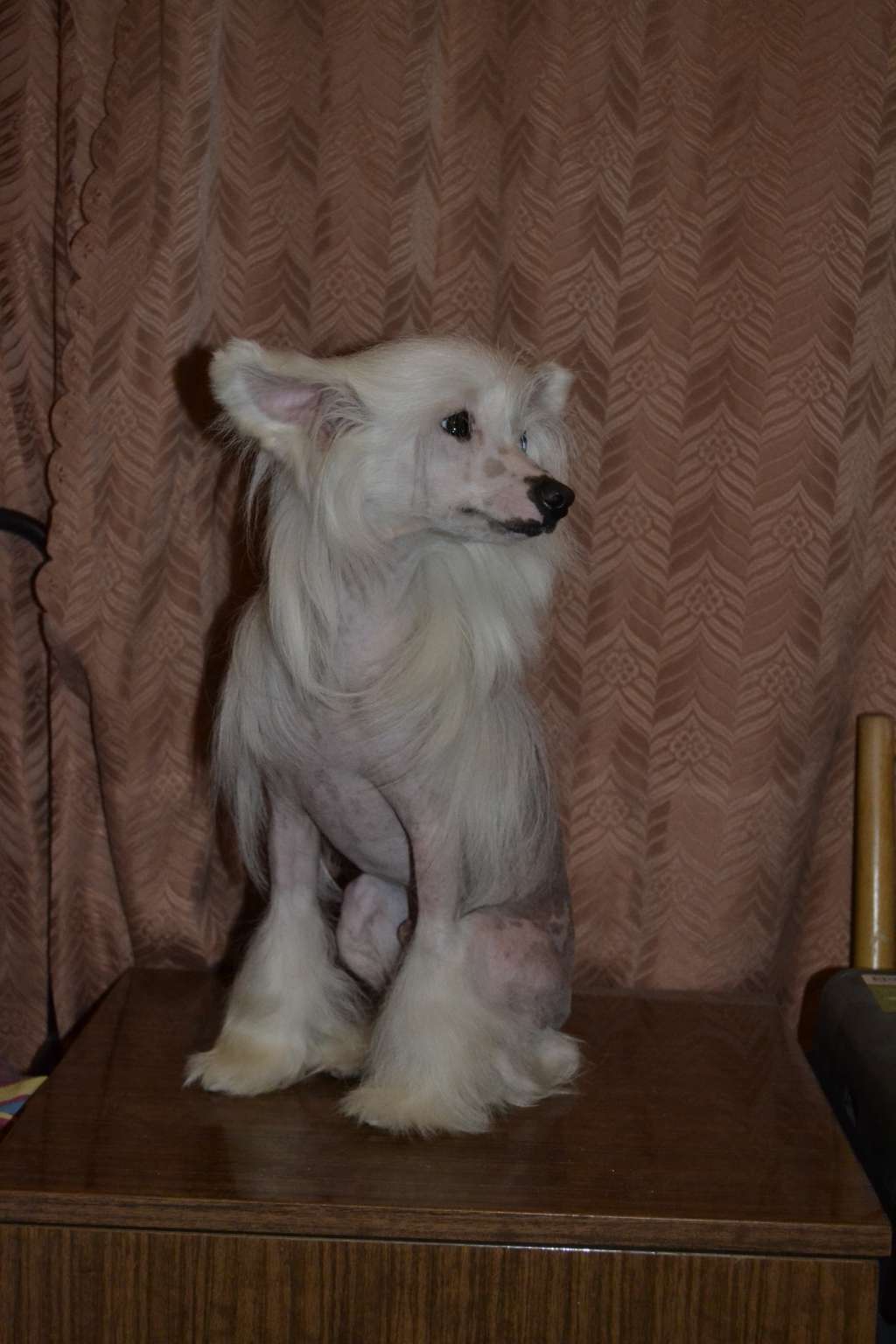 Shelcovij Shlejf Kabul