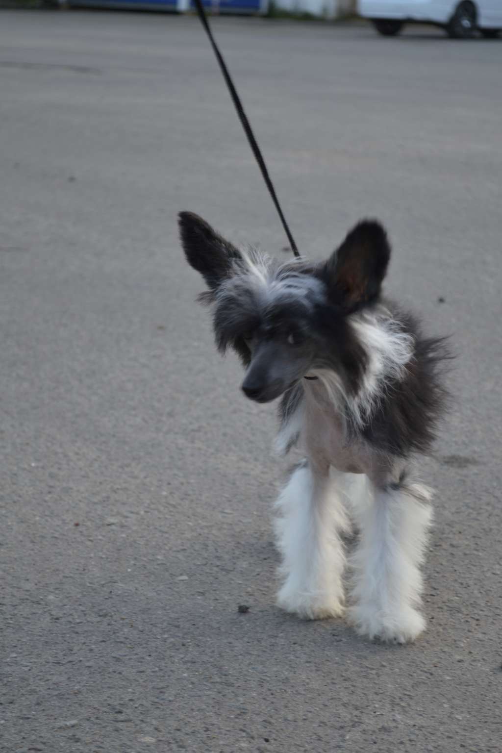 Shelcovij Shlejf Kampala