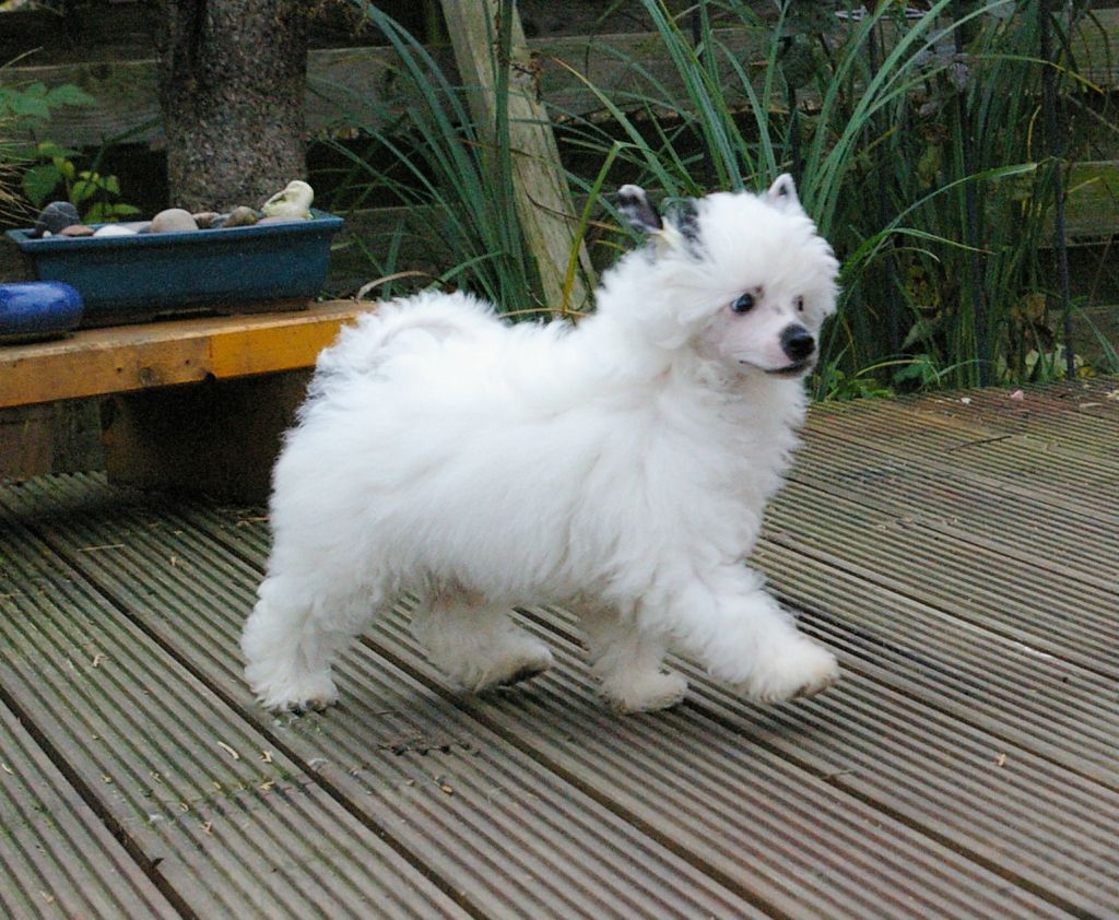 Wilson von Shinbashi