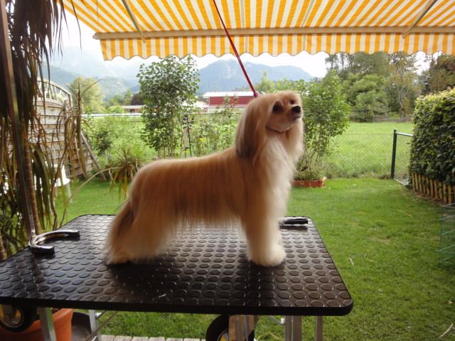 Angel O' Check Yantarny Amulet.