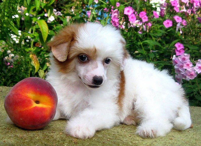 Angel O' Check Yalta.