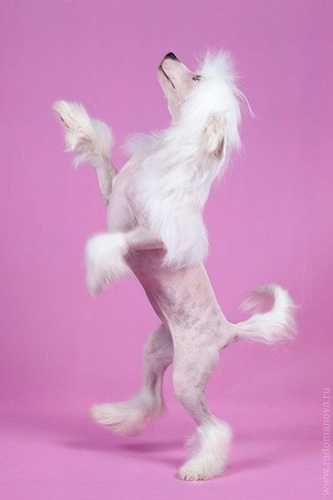 Angel O' Check Exotic.