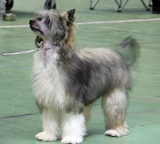 Sunstreaker Marvellous Miss Marple