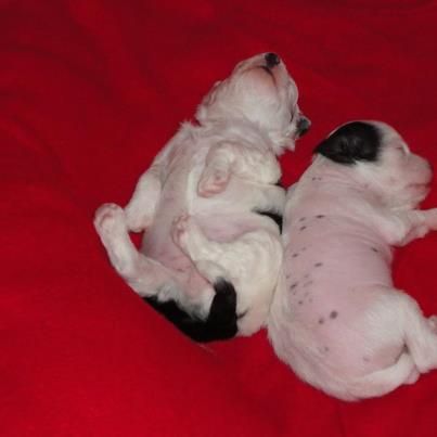 Twink/Vinnie Puppies