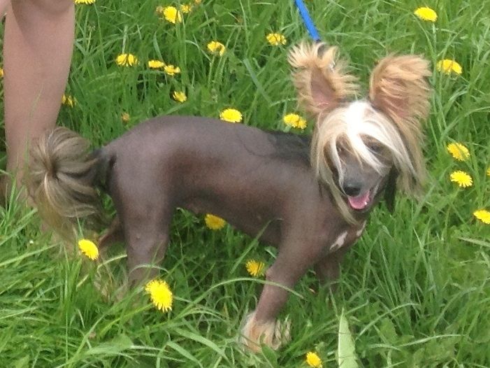 Ameliya Glamour Lady