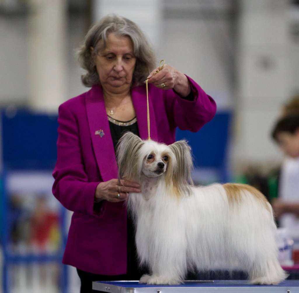 Ch Ranya Poarott At Oolagha (imp Svk)