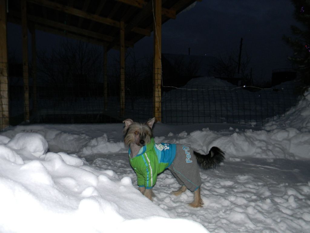 Ognenny Lotos Kamil'