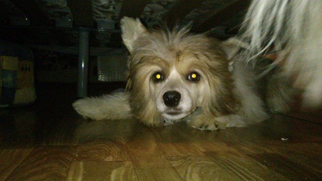 Ognenny Lotos Karamel'ka