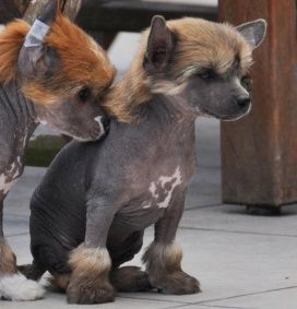 Hasta luego Little Champs