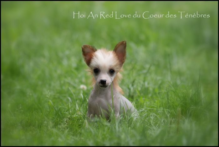 Hoi An Red Love du Coeur des Ténèbres