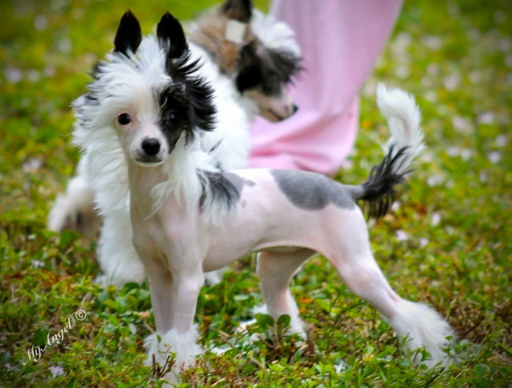 Cristall-MyAngel Adrenaline Rush