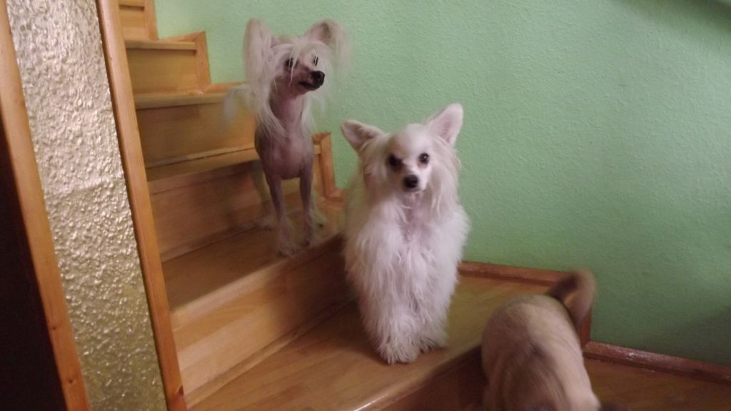 Antonnette white dream von TAJA