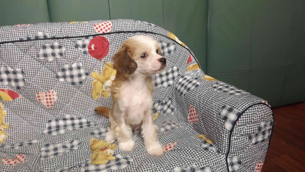 Camiro Caruso von TAJA