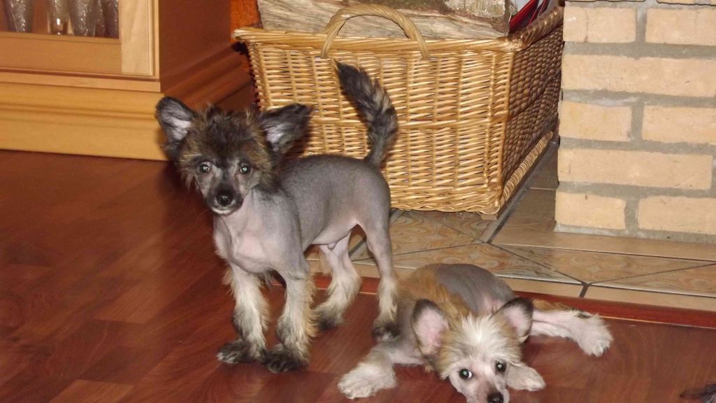 Cavallo Cleo von TAJA