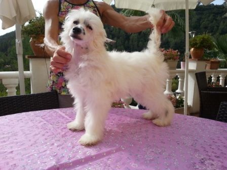 Hidalgo Des Picholines