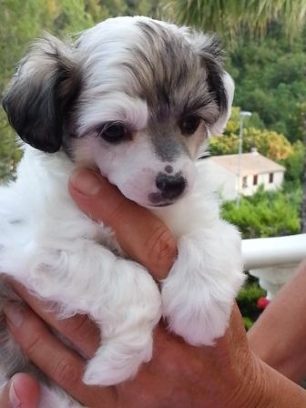 Hawaï Des Picholines