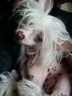 Havane Des Picholines