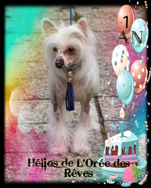 Hélios de L'Orée des Rêves