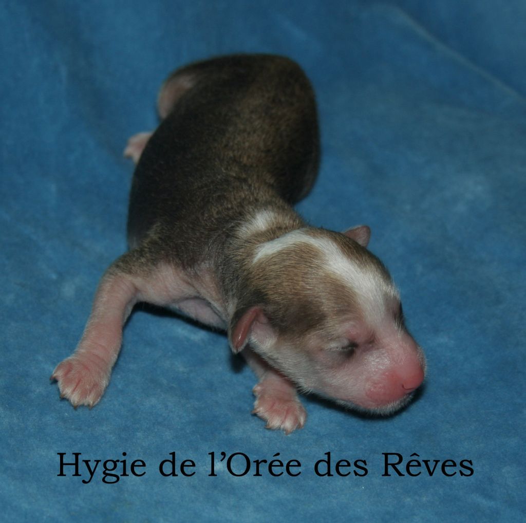 Hygie de L'Orée des Rêves