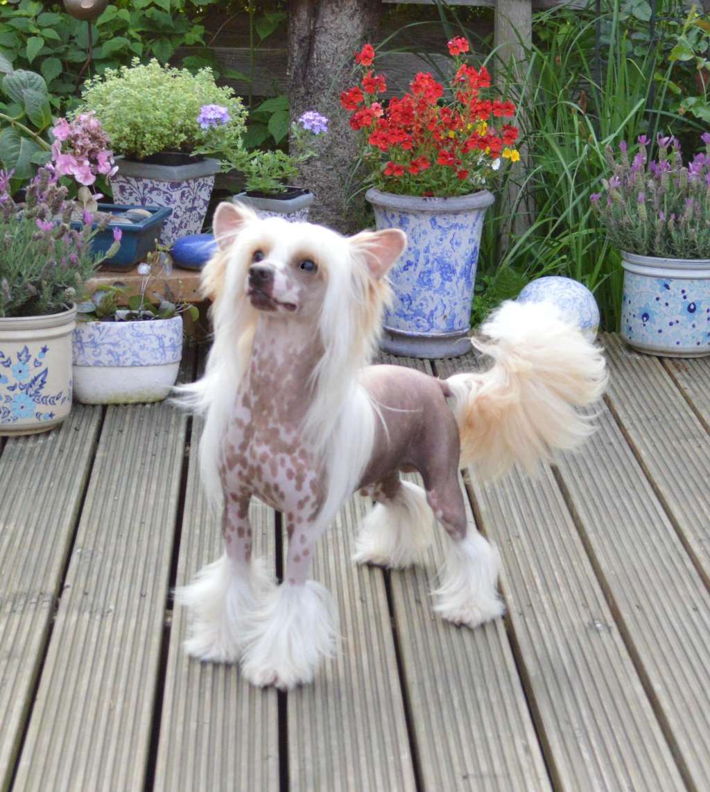 Ultra orange von Shinbashi