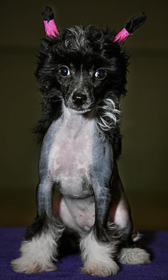 Coutures I Gotta Nude Attitude