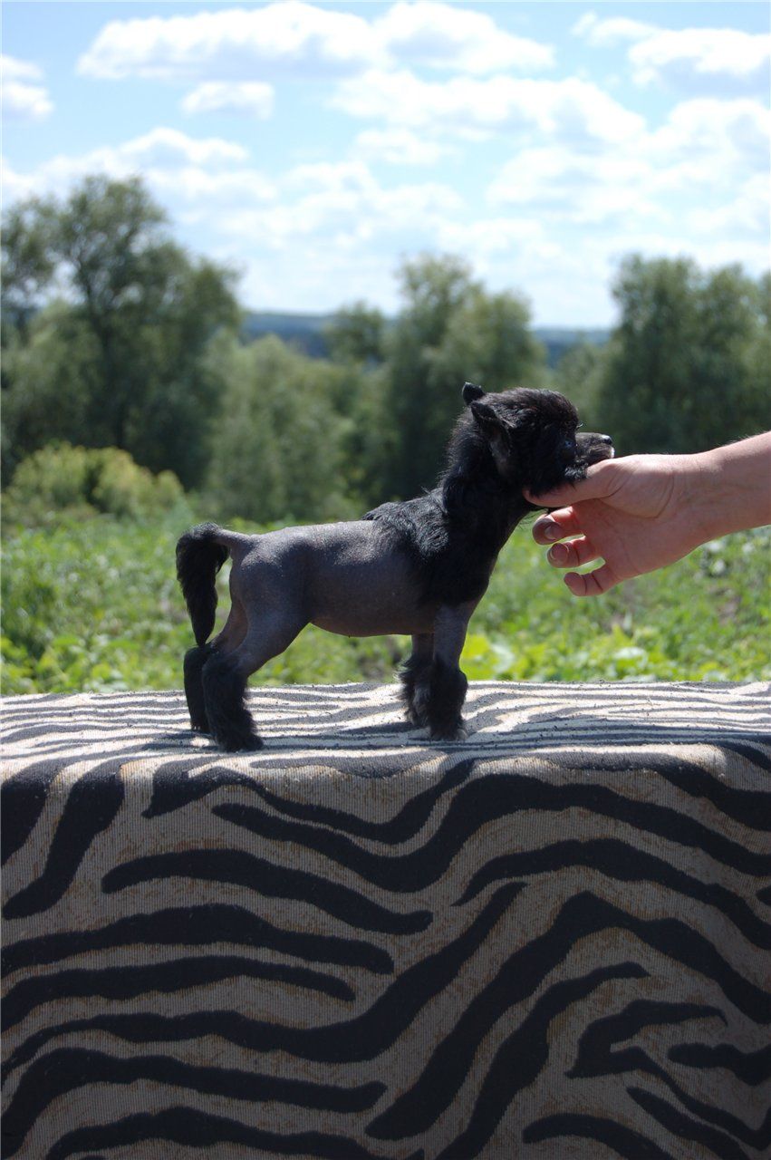 Yanika Crazy Horse East Sharm