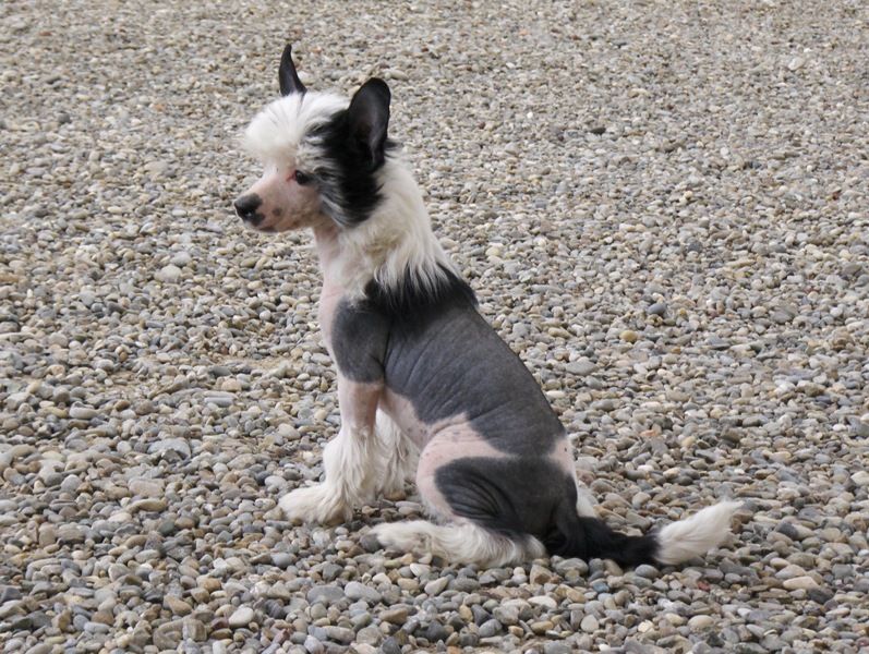 Lady ml Heart of Donna